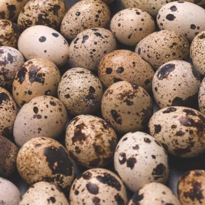 Quail Eggs 12 eggs